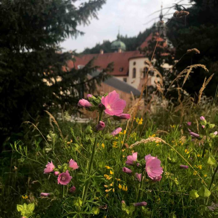 Malven sind Bestandteil einer jeden bunten Wiesenmischung.