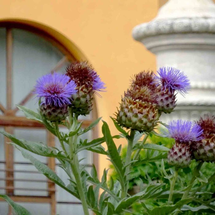 Die Farbgebung und das Licht des italienischen Himmels zaubern immer wieder neue Eindrücke.