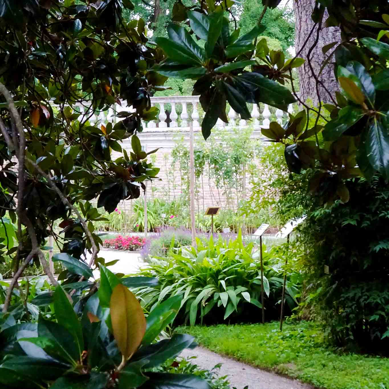 Die Anlage des botanischen Gartens der Universität Padua ist eine Komposition von Pflanzen, Bäumen und Sträuchern.