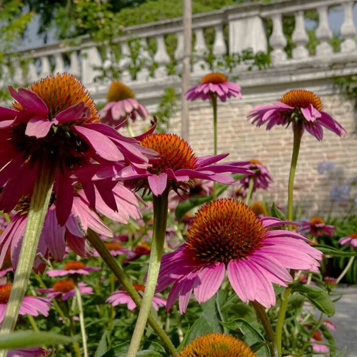 Der rote Sonnenhut darf in keinem Heilkräutergarten fehlen.