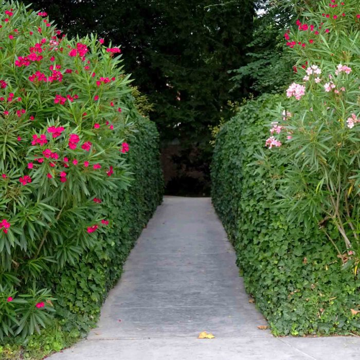 Die Gasse durch den Oleander verbindet den neuen und den alten Teil des botanischen Gartens.