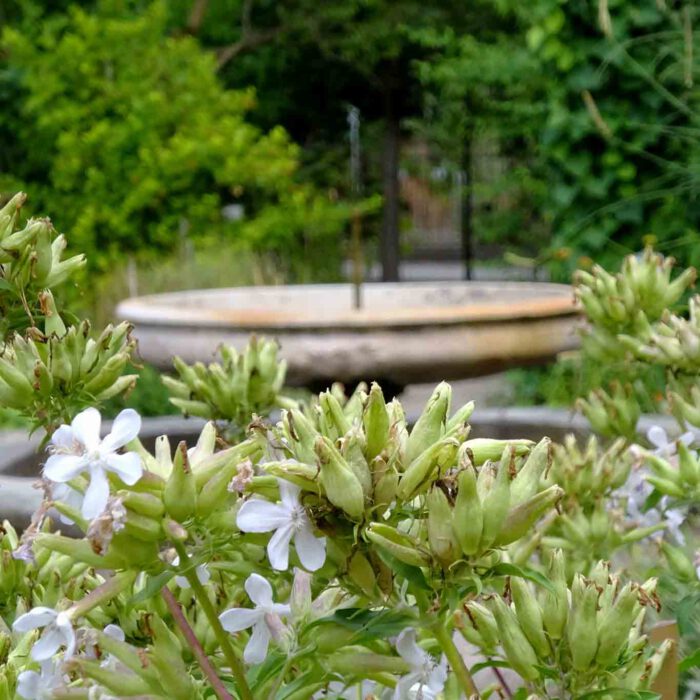 Innerhalb der Ummauerung ist der alte botanische Garten in vier Quarrees unterteilt, in deren Mitte eine Fonaine plätschert.