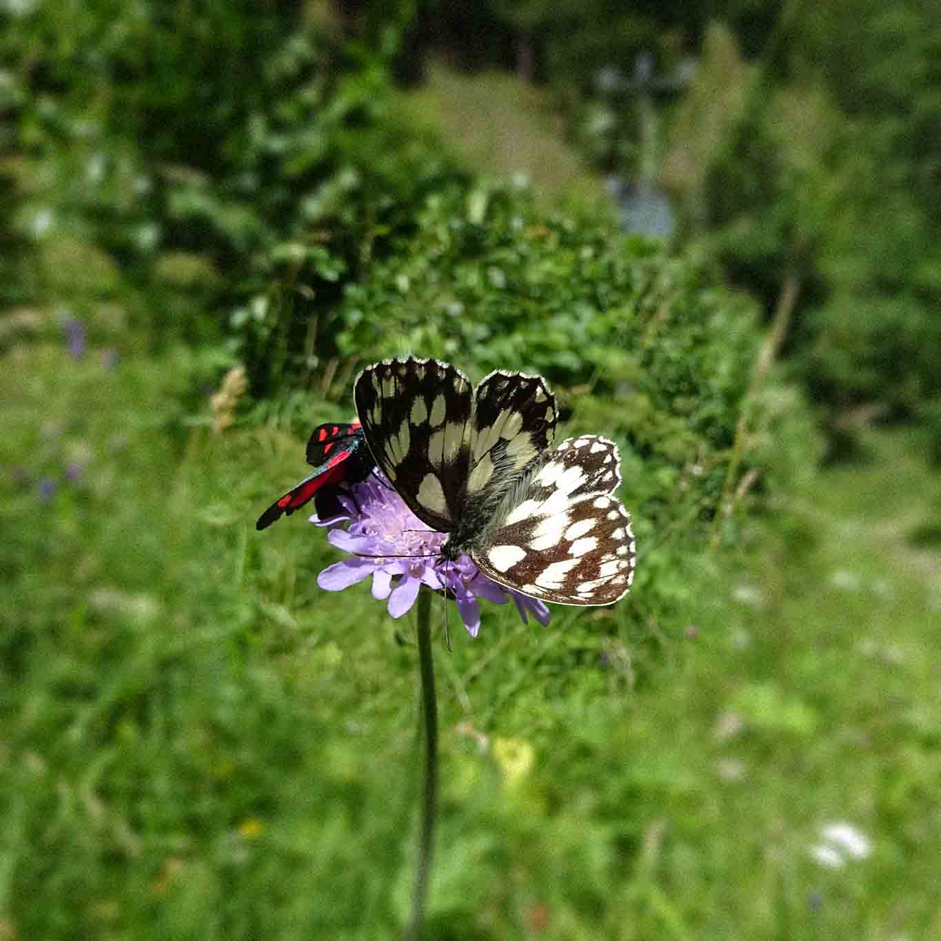 Das friedliche Miteinander der verschiedenen Arten.
