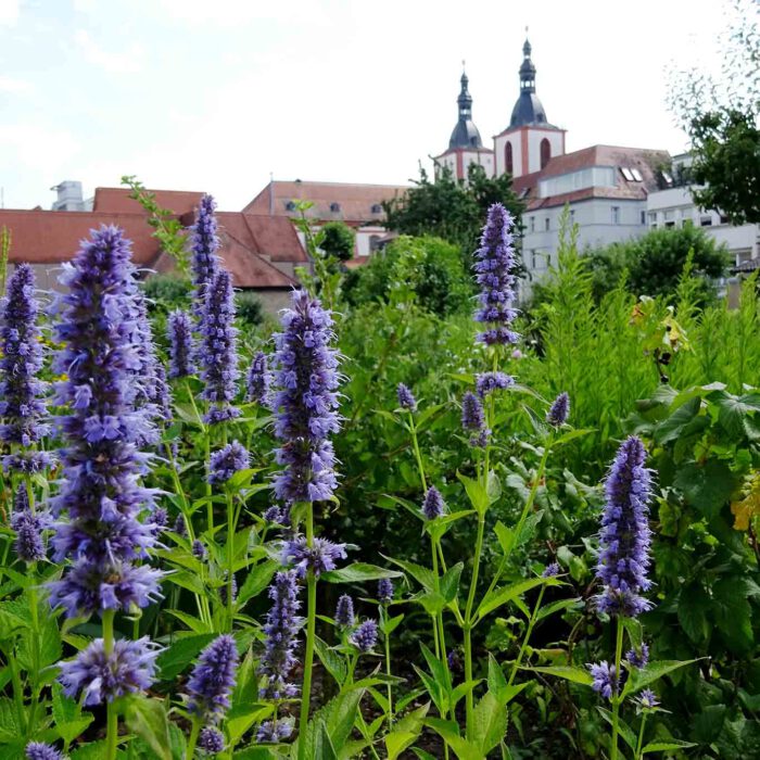 Der Fuldaer Klostergarten ist eine Oase mitten in der Stadt.