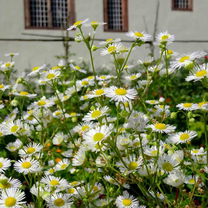 Blüten sind des Gärtners Lohn.