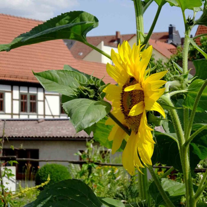 Das Zeichen des Hochsommers vor Fachwerk.