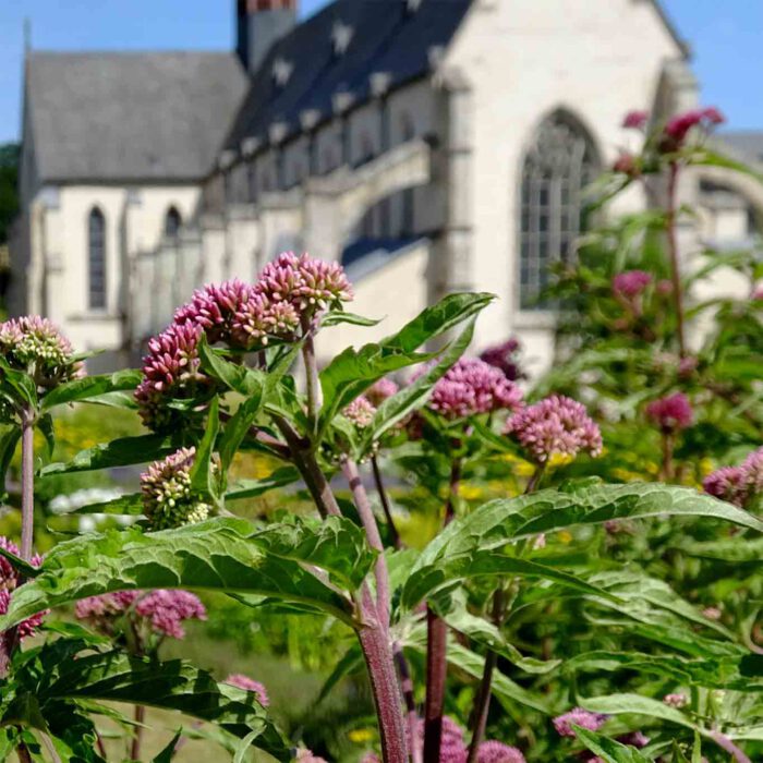 Aufregende Blüten und beruhigende Wurzeln - der Baldrian.