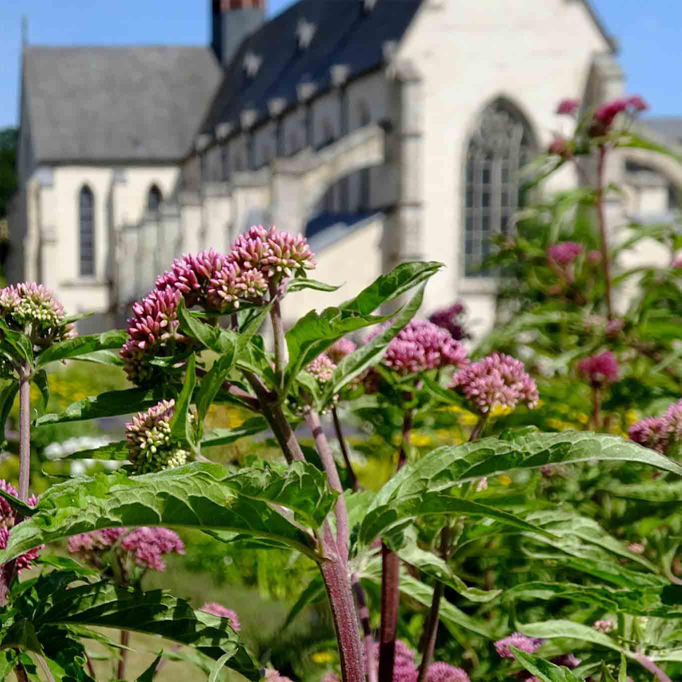 Aufregende Blüten und beruhigende Wurzeln - der Baldrian.