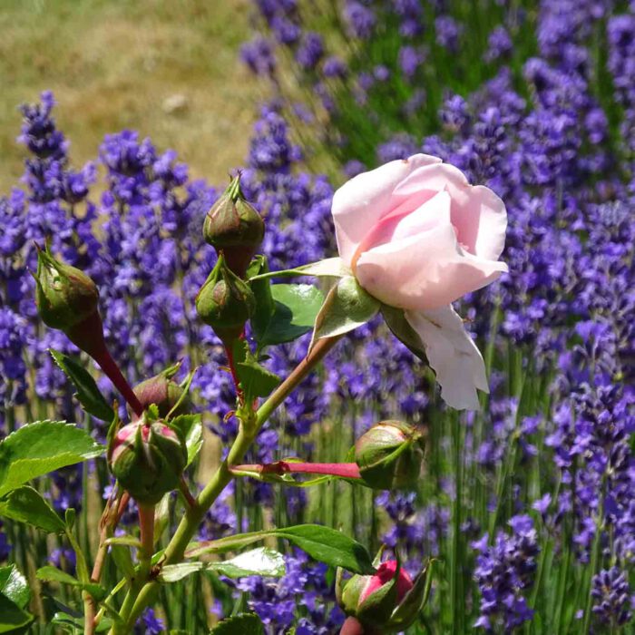 Mariens Blume - der Rose wird in Marienstatt besonders gehuldigt.