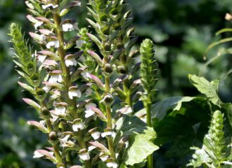 Akanthus wird auch die weiche Bärentatze oder auch der wahre Bärenklau genannt.