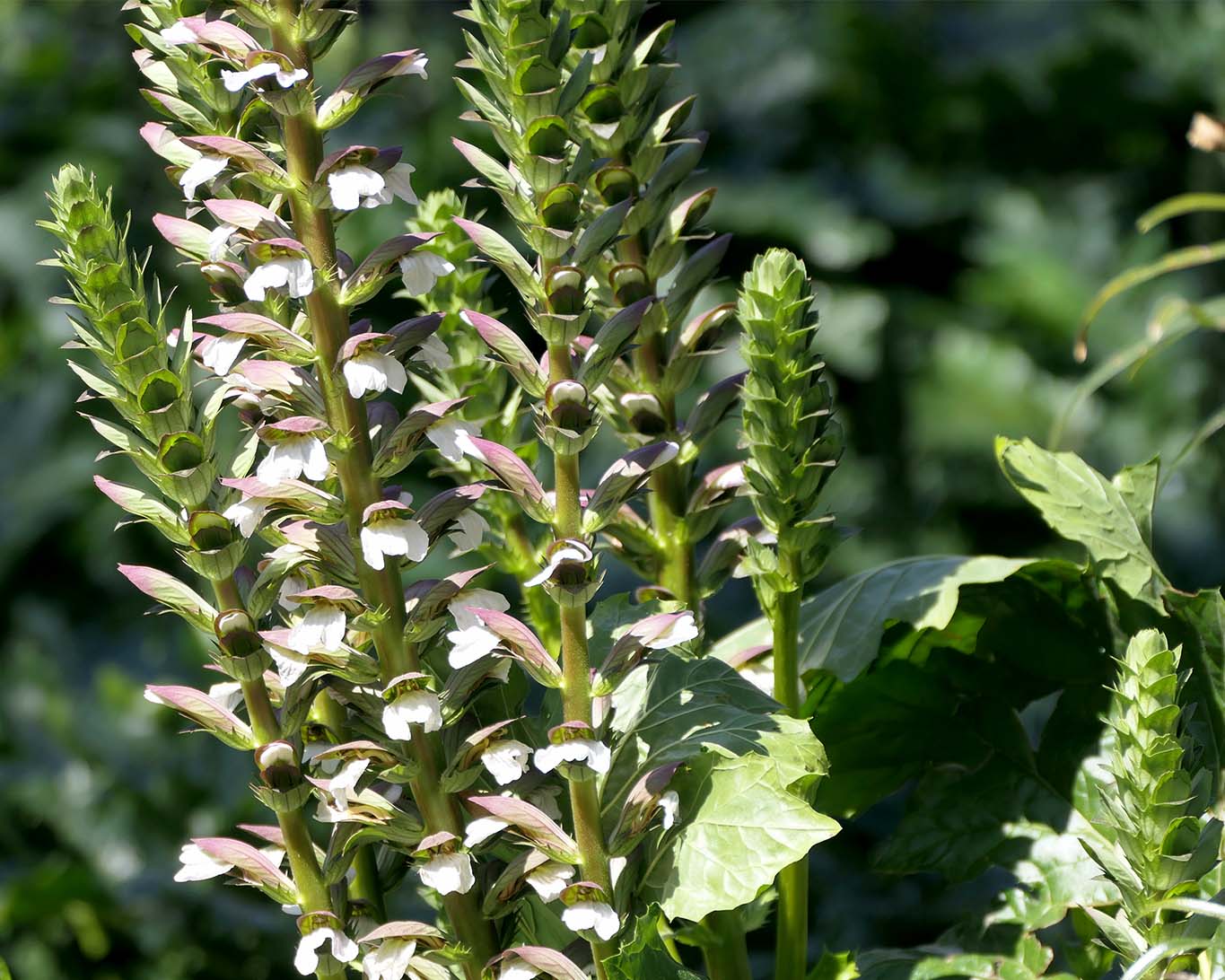 Akanthus wird auch die weiche Bärentatze oder auch der wahre Bärenklau genannt.