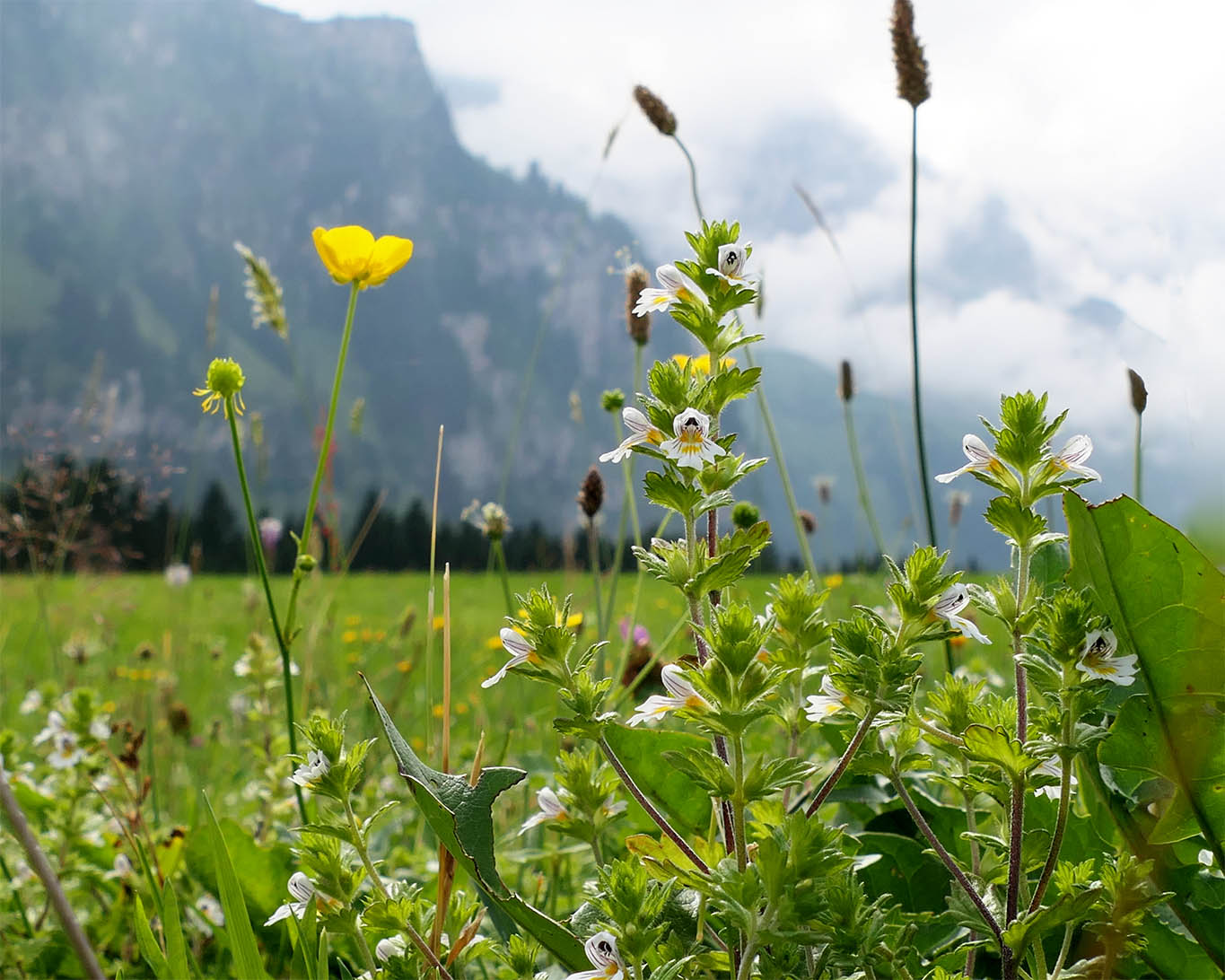 Das Heilkraut Augentrost fühlt sich auf Wiesen wohl, die feucht und nährstoffarm sind.