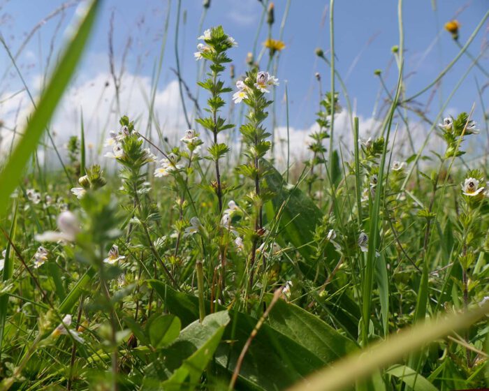 Augentrost wächst an feuchten Wiesen- und Wegesrändern. Das macht es so anfällig für Verschmutzungen.