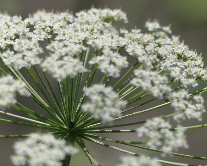 Die kleine Bibernelle (Pimpinelle Saxifraga) hat die heilenden Saponine in den Wurzeln und nicht in den Blüten, die erst im Herbst geerntet werden.
