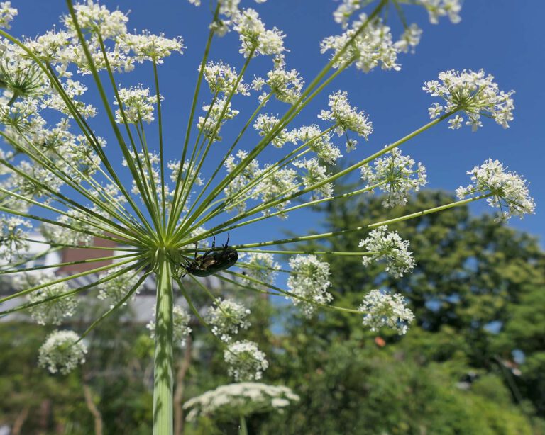 Die kleine Bibernelle (Pimpinelle Saxifraga) gehört zu den Doldenblütlergewächsen und ihre Wurzeln haben schleimlösende Wirkung.