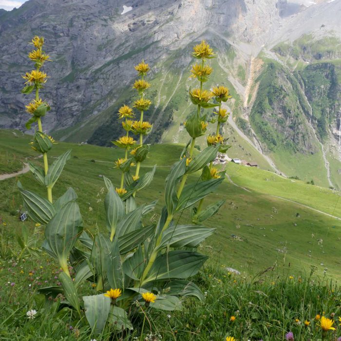 Blühende Pflanzen des Gelben Enzians auf der Führenalp oberhalb von Engelberg.