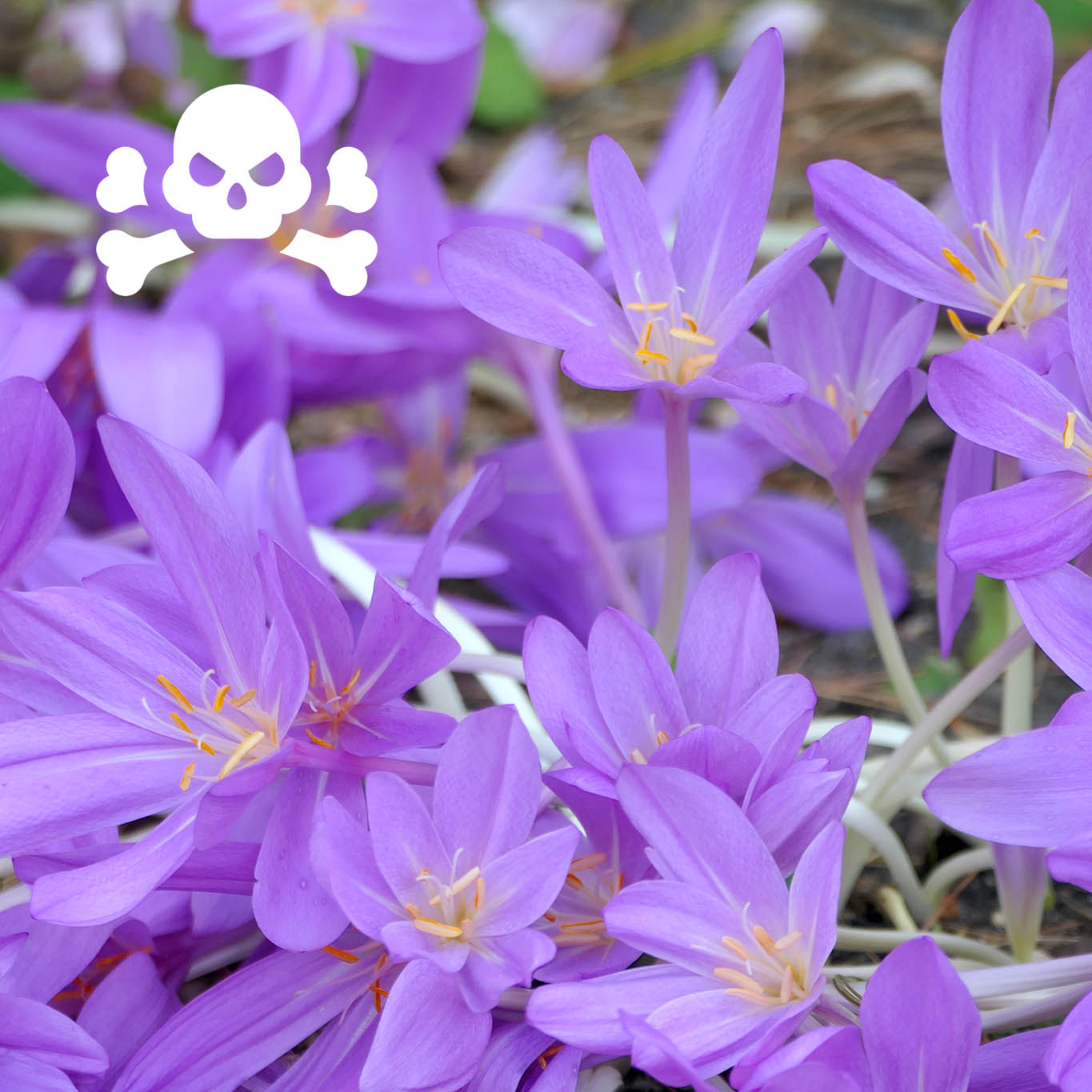 Kurze Staubfäden wenig Gliederung in den Blütenblättern kennzeichnen den giftigen Herbstzeitlosen Krokus.