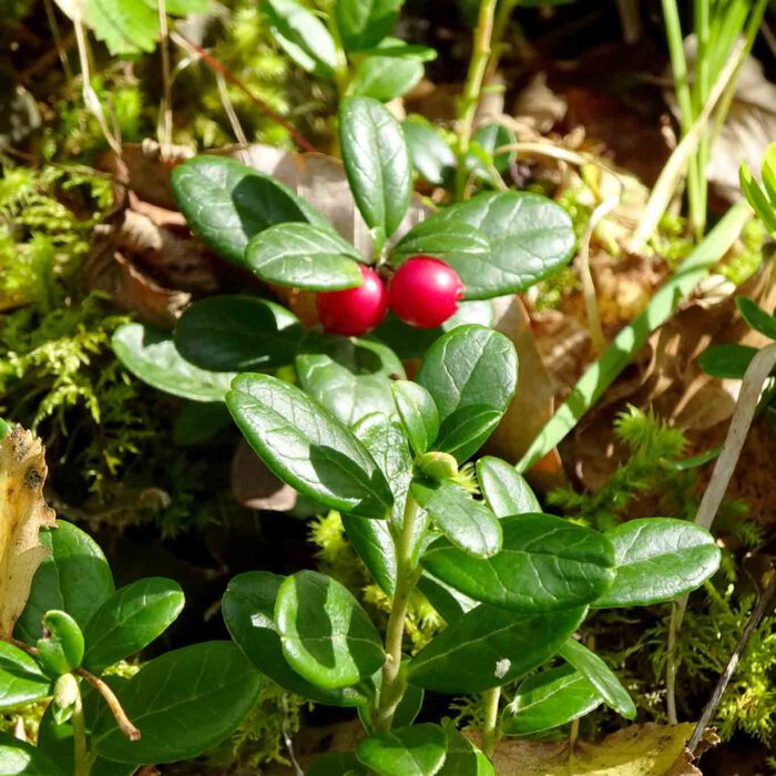 Preiselbeeren sind als Sammelgut wegen ihres bitteren und herben Geschmacks nicht besonders begehrt. Als Zutat für herzhafte Braten und zur Herstellung für Marmeladen und Gelees sind sie sehr begehrt.