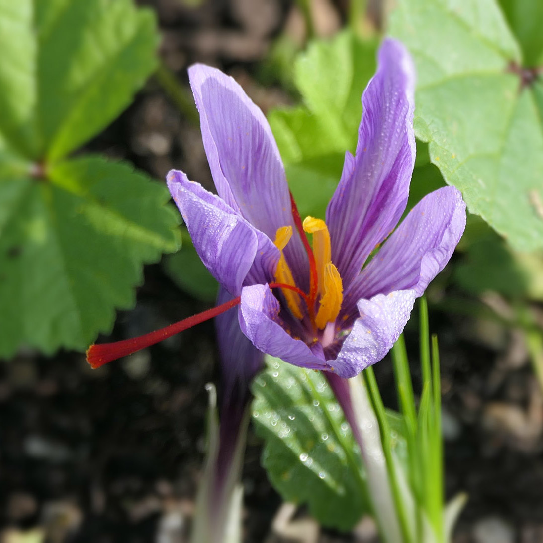 Safran-Krokusse sind relativ leicht an ihren langen Staubfäden zu erkennen (Crocus sativa).