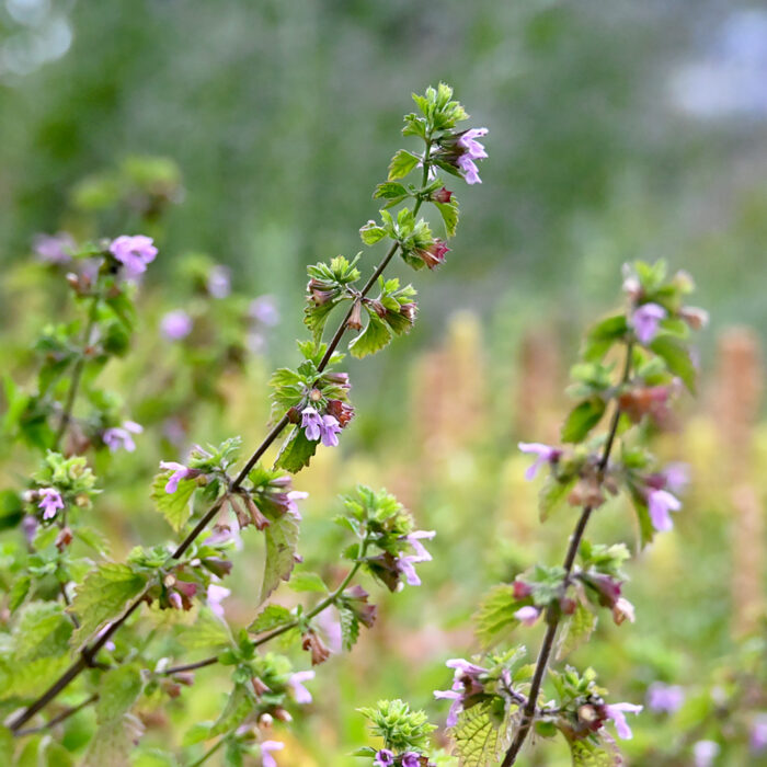 Schwarznessel (ballota nigra) aufgenommen im Botanischen Garten der Gutenberg Universität zu Mainz.