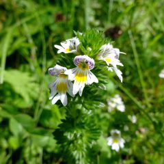 Die kleinen zierlichen Blüten des Augentrostes werden mit dem Auge und dem Unterlied assoziiert.