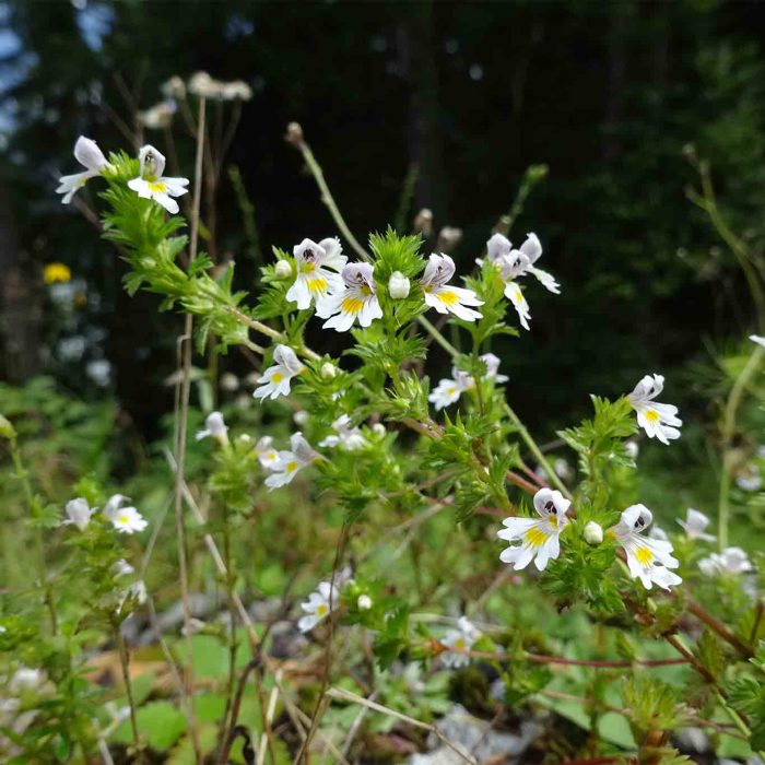 Die winzigen Blüten des Augentrostes können leicht übersehen werden.