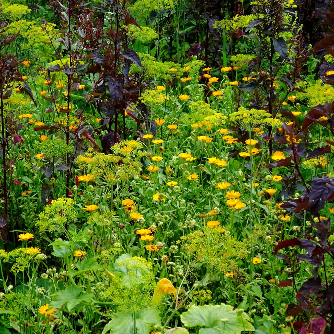 Bauerngärten sind optische Blumensträusse. Ihre Kompositionen sind einfach und nicht raffiniert. Sie spiegeln die Jahreszeit und die Seele des Besitzers wieder.