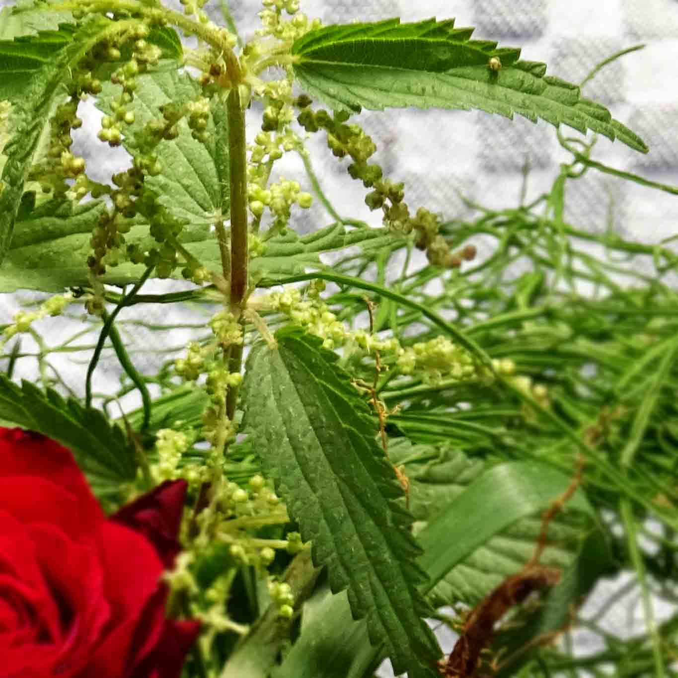 rennnesseln (Urtica) wachsen überall, an Wegrändern, an Wiesen und Waldrändern. Die meisten Erfahrungen mit ihr waren für die Haut bisher nicht angenehm. Ihre mit Nesseln bewehrten Blätter wehrten sich mit kleinen schmerzhaften Pfeilspitzen gegen Berührungen.