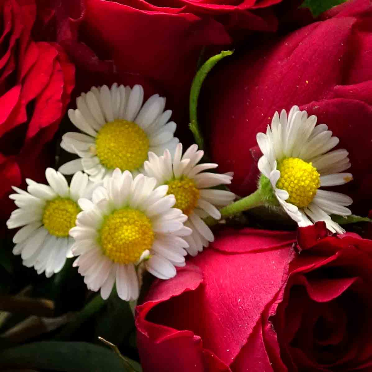 Das Gänseblümchen (Bellis perennis) ist wahrscheinlich die bekannteste Wiesenblume. Hauptsächlich Kinder schätzen sie, und lieben es mit ihnen zu spielen.