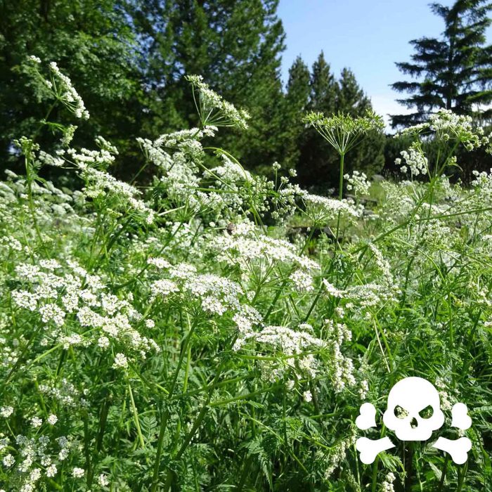 Schierlingskraut (Conium maculatum) gehört zu den Doldenblütengewächsen. Im Altertum wurde zum Tode Verurteilten der Schierlingsbecher gereicht. Seine Giftigkeit ist wohlbekannt!