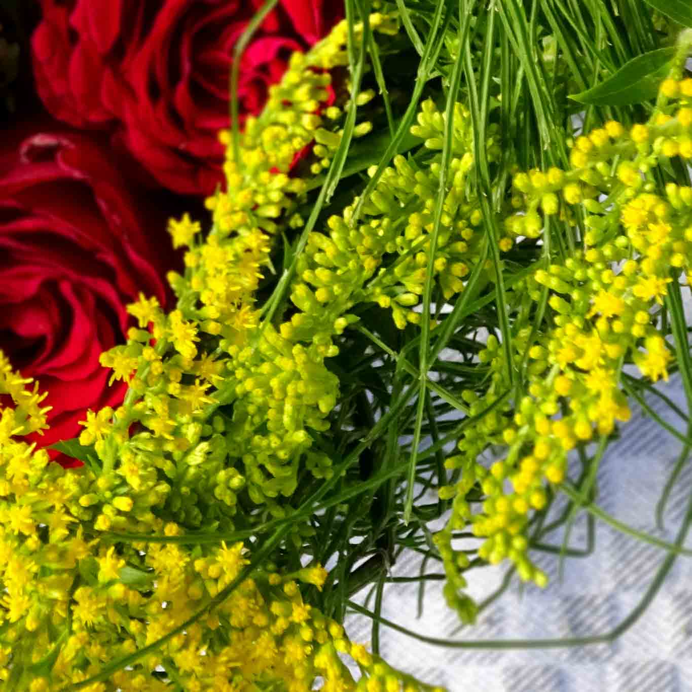 Die Kanadische Goldrute (Solidago canadensis) ist ein wohlbekannter Herbstblüher. Seine goldgelben Blüten künden vom baldigen Ende des Sommers.