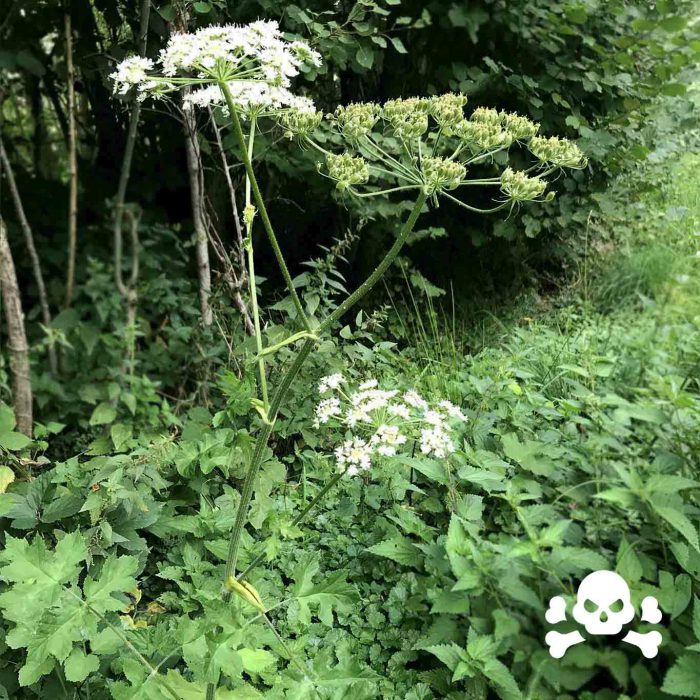 Wiesen-Bärenklau (Heracleum sphondylium)