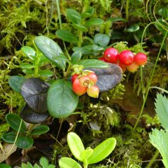 Im Herbst bei voller Reife werden die roten Beeren geerntet. Andere legen die Früchte aus zum Reifen.