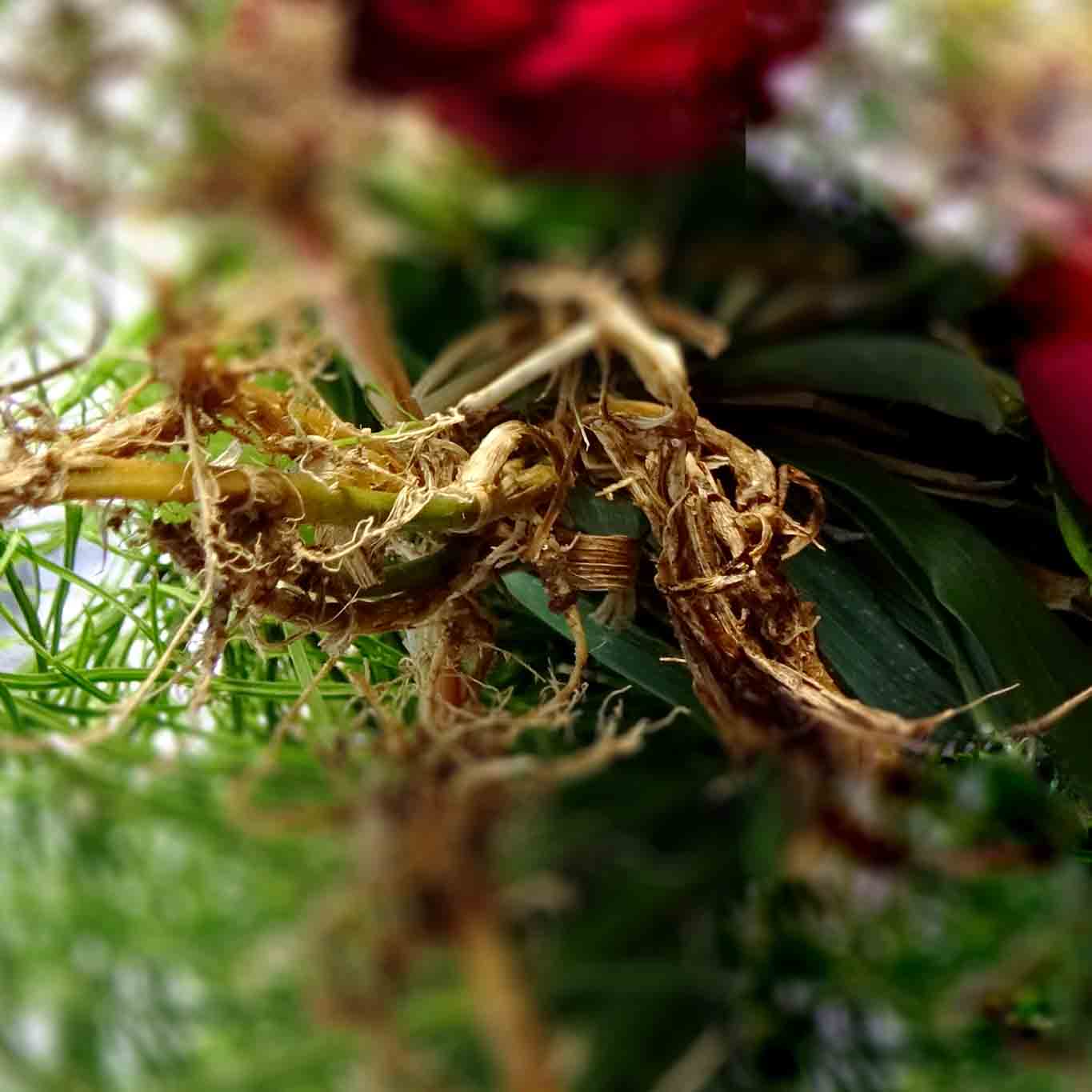 Die Gemeine Quecke (Elymus repens / Agropyron repens) ist nicht so gemein, wie die meisten Gärtner behaupten. Ihr scheinbar unzerstörbarer Wurzelstock macht sie fast unausrottbar. Aus diesem Grund ist sie im Gartenbau ein wenig gern gesehener Gast.