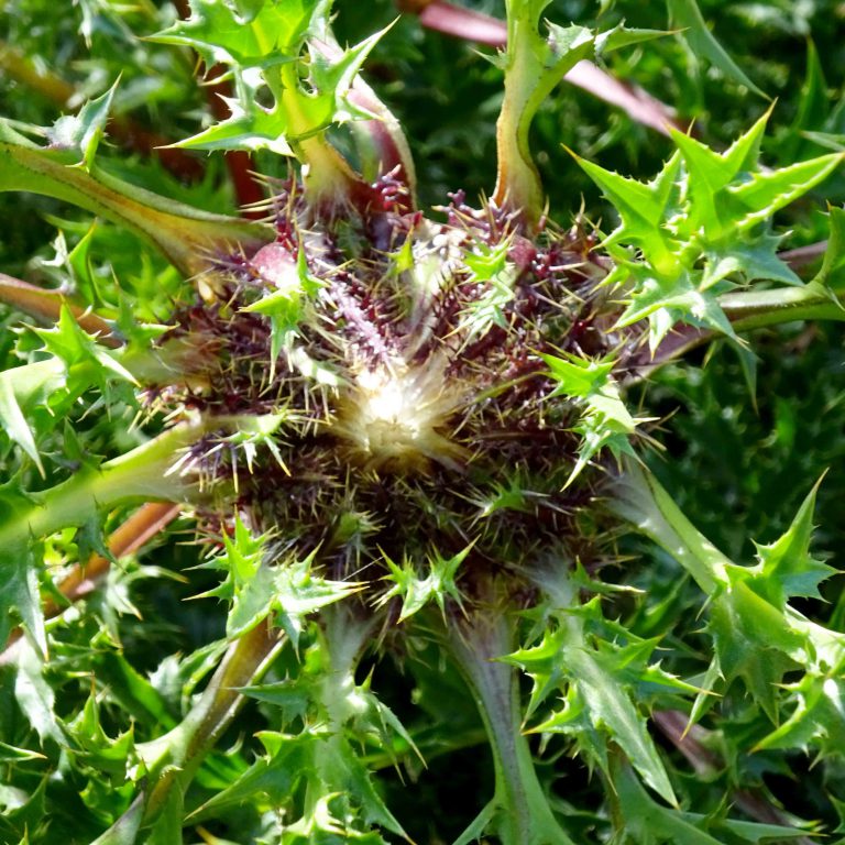 Silberdistel – der Eberwurz