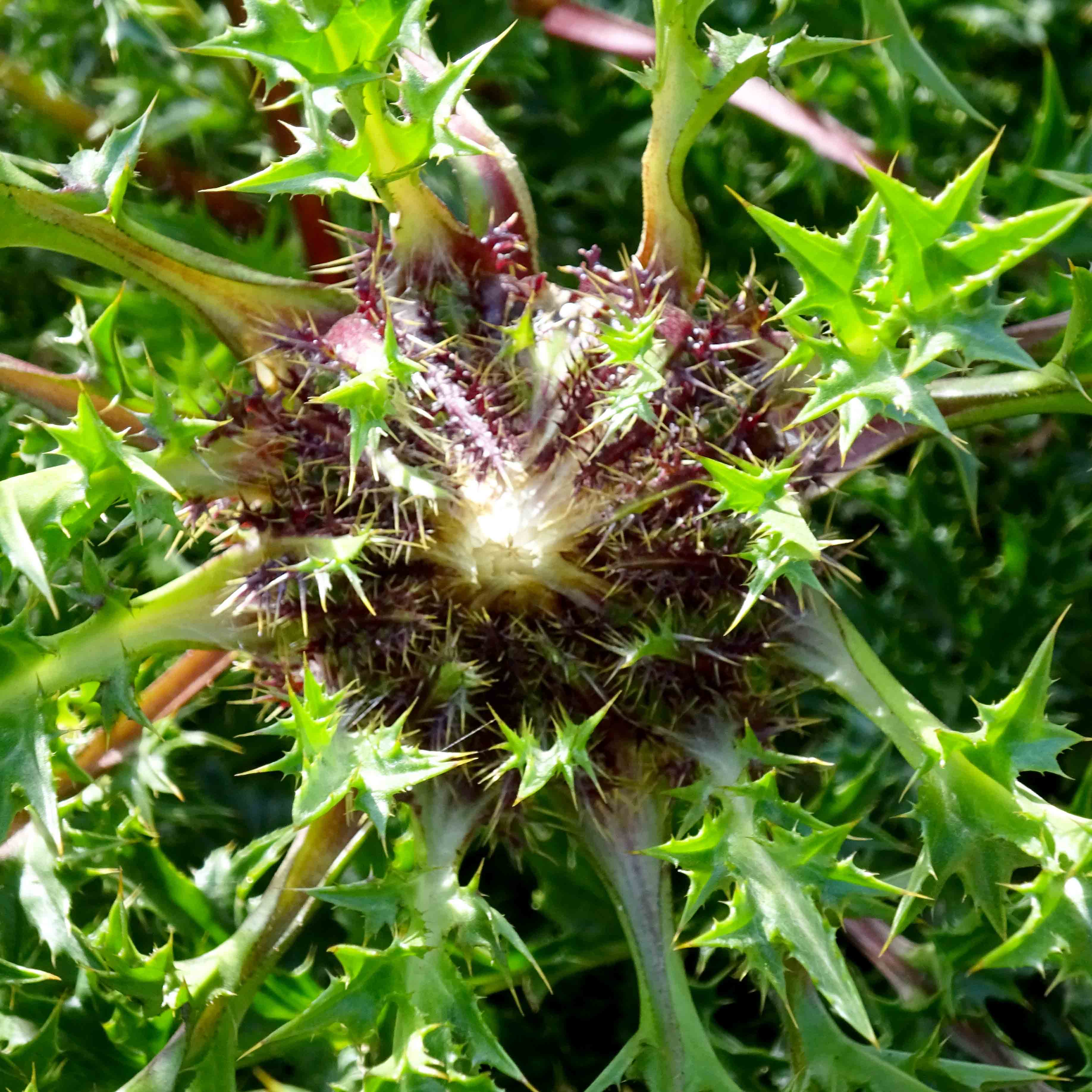 Die Silberdistel, auch Eberwurz genannt, wurde im Kräutergarten des Klosters Marienstatt fotografiert.