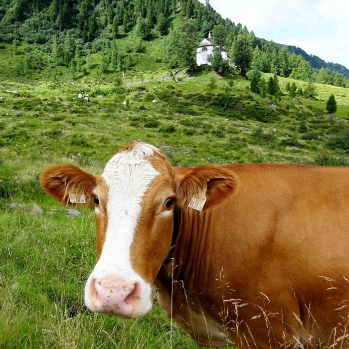 Von Kühen bewacht thront "Maria Heimsuchung" auf der Stamser Alm.