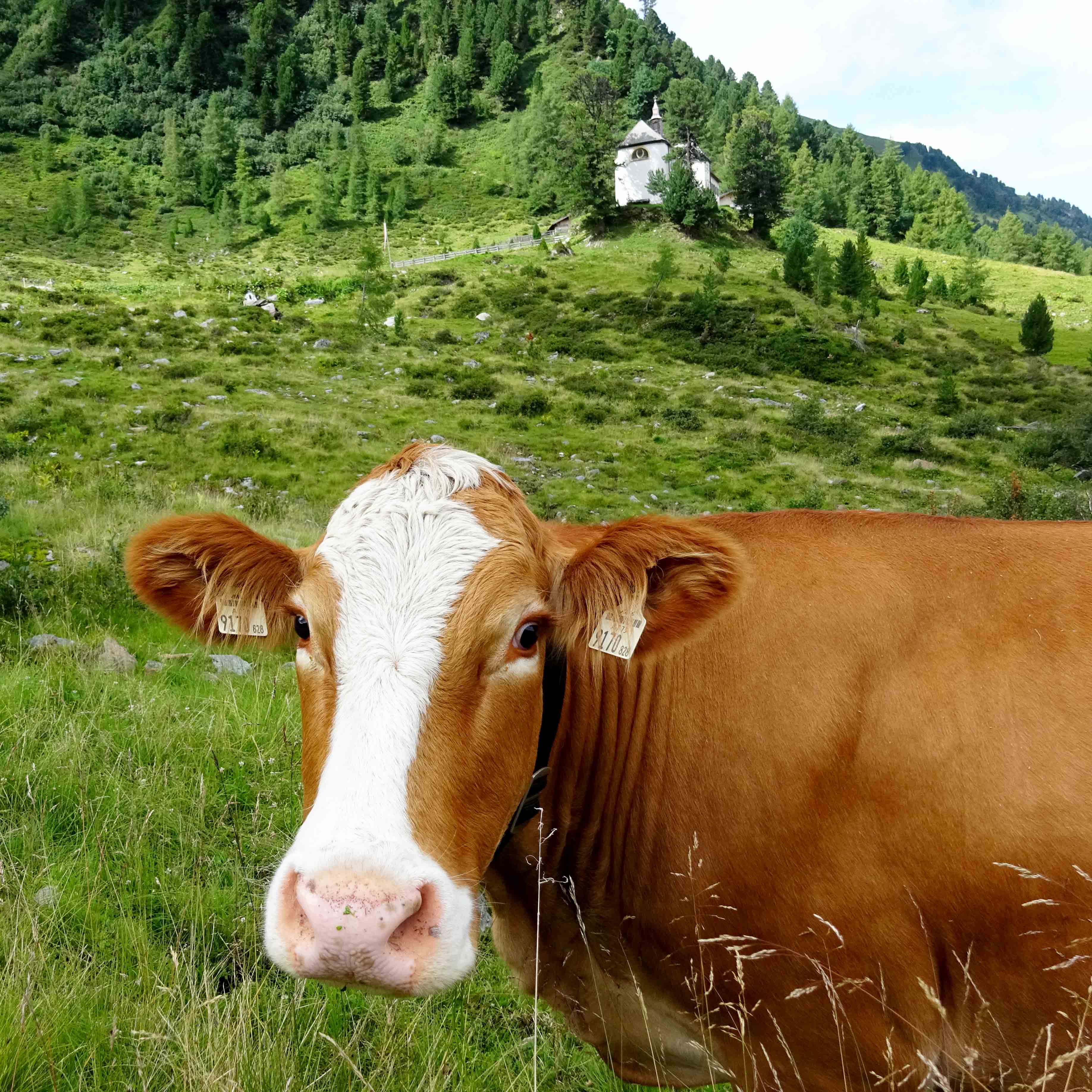 Von Kühen bewacht thront "Maria Heimsuchung" auf der Stamser Alm.