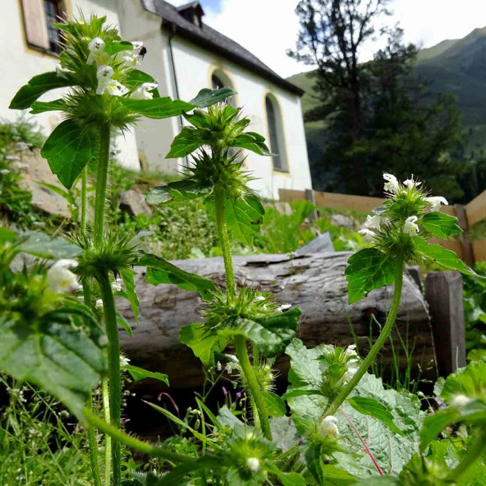 Die weisse Taubnessel hat es sich gemütlich gemacht im kleinen Kräutergärtlein.