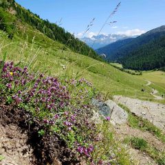 Blühender wilder Thymian würzt die gute Gebirgsluft.