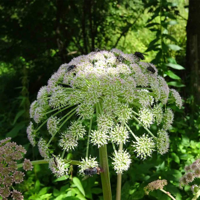 Wald-Engelwurz (Angelica sylvestris)