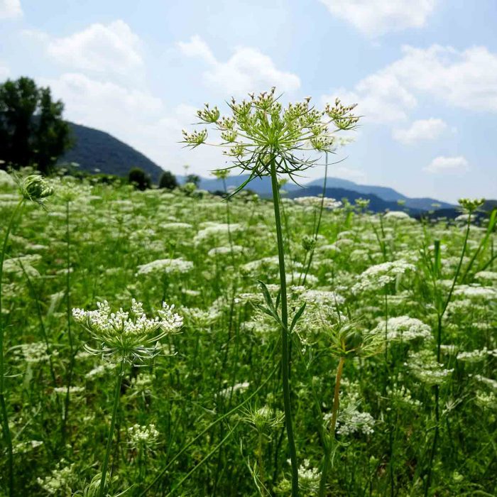 Anis wird in Feldern kultiviert und wildert oftmals aus zum Wiesenanis, dessen Früchte Bauchbeschwerden lindern können.