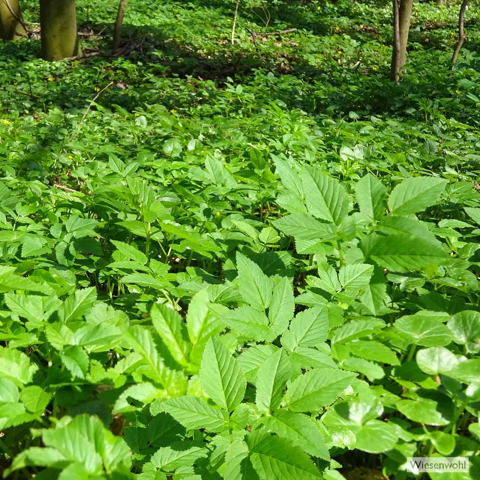 Giersch, das verhasste Gartenunkraut, was überall wächst und fast unausrottbar ist. Als hippes Gemüse soll es nun im Smoothies, Salaten und weiteren wenig schmackhaften Gerichten die Menschheit retten und vor allem alle nach Gesundheit, Glück und Schönheit strebenden auf eine höhere Bewusstseinsebene verhelfen.