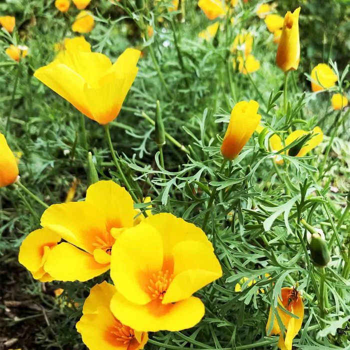 Das Kraut des Goldmohns (Eschscholzia californica) ist ein pflanzliches Schlafmittel.