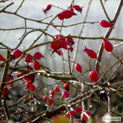 Rote Farbtupfer mitten im Winter bilden die an den Sträuchern hängengebliebenen Hagebuttenfrüchte. Sind sie schon vom Frost getroffen, sind sie ideal zum Sammeln für Tees, Marmeladen oder den berüchtigten Hagebuttenwein.