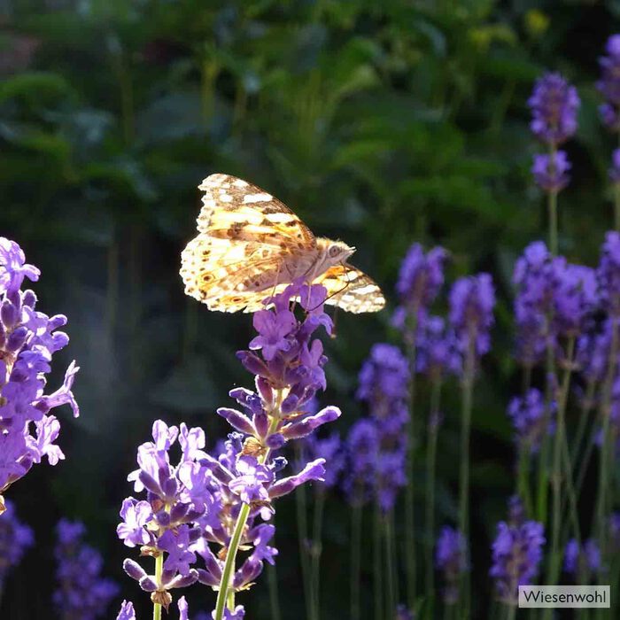 Der duftende Lavendel ist ein beliebter Lande- und Futterplatz für Schmetterlinge.