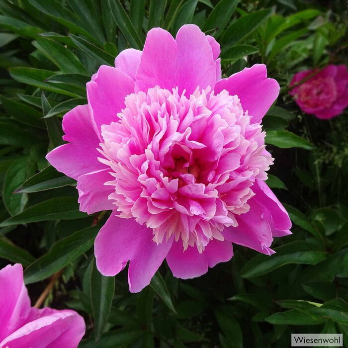 Die ursprünglich aus China stammende Pfingstrose verkörpert in der floralen Symbolik Reichtum, erfüllte Liebe und Heil.