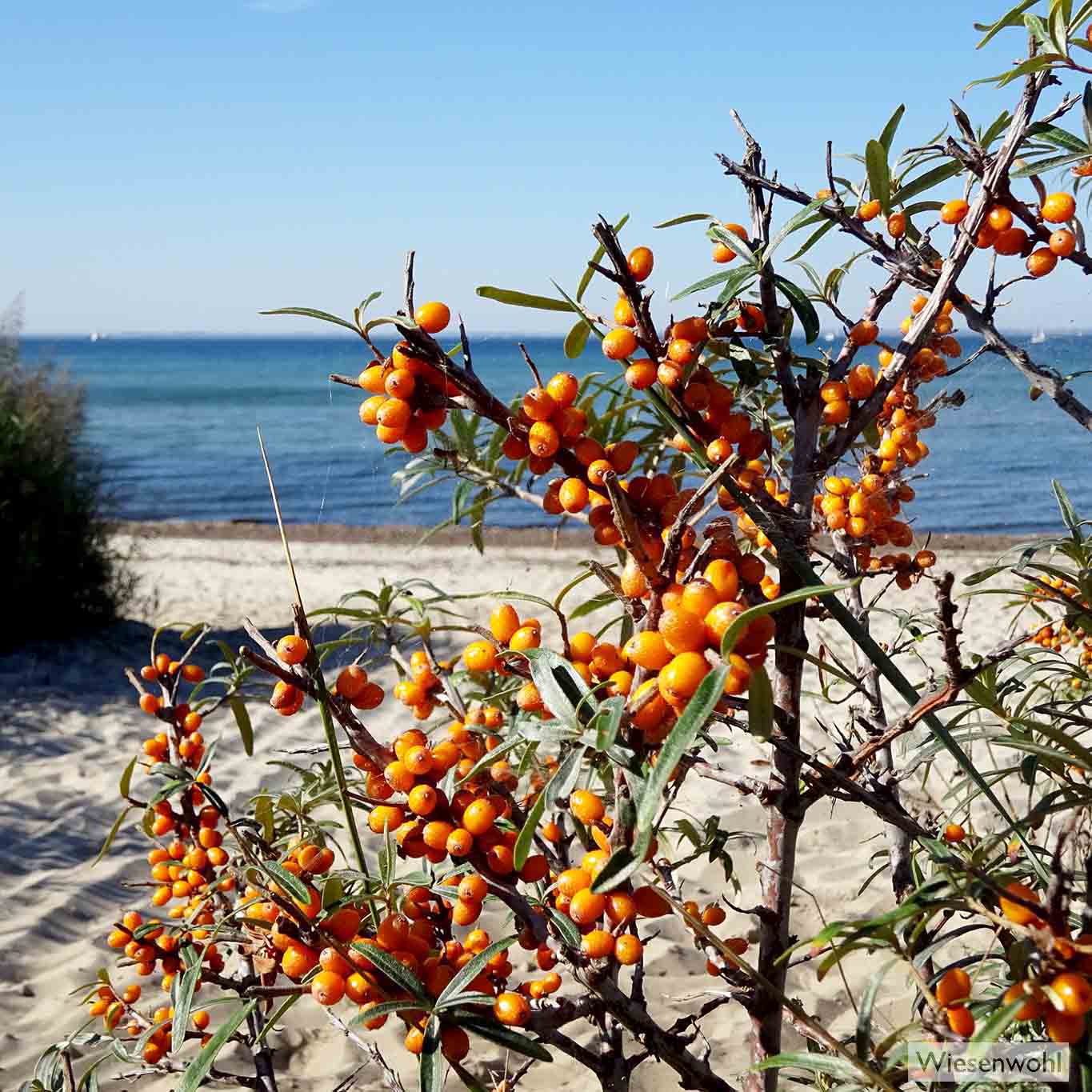 Leuchtenden orangefarbene Sanddornbeerenbeeren sind ein begehrter Vitamin-C-Spender. Die dornigen Sträucher sind ein typischer Dünenbewuchs an der Ost- und Nordsee. Sie verhindern die Erosion des sandigen Bodens ausserdem bieten sie Vögeln Schutz und Nahrung.