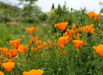 Goldmohn ist keine heimische Pflanze. SIe kam aus Kalifornien zu uns.