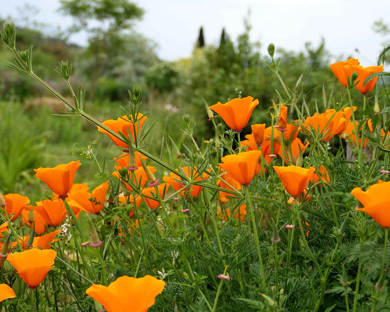 Goldmohn ist keine heimische Pflanze. SIe kam aus Kalifornien zu uns.